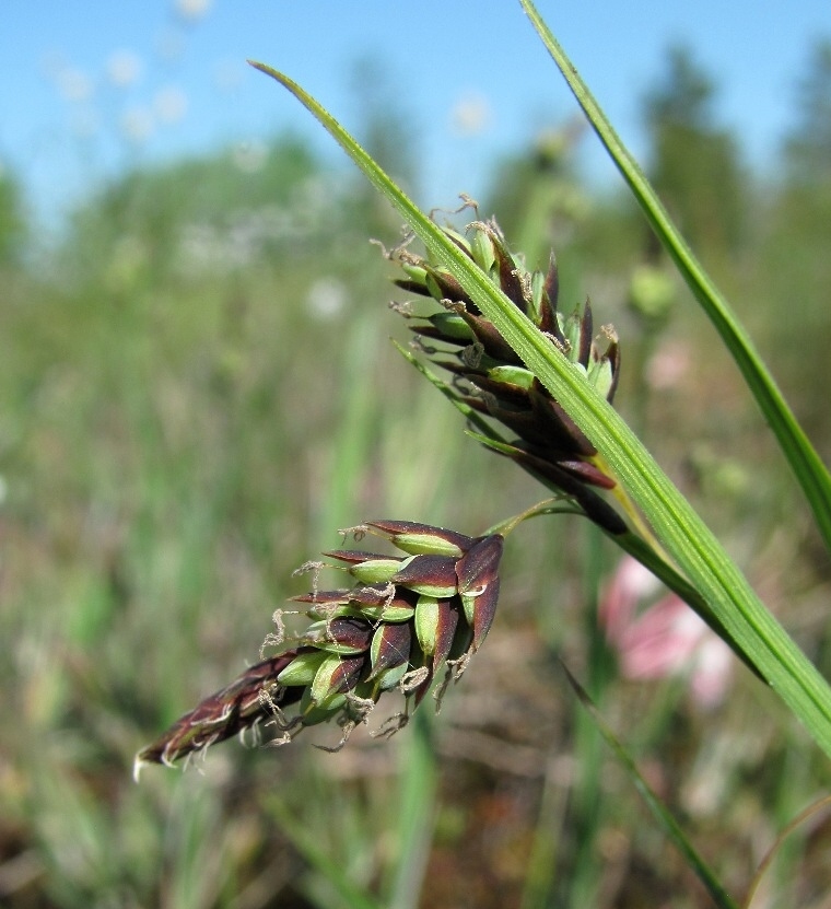 Image of Carex paupercula specimen.