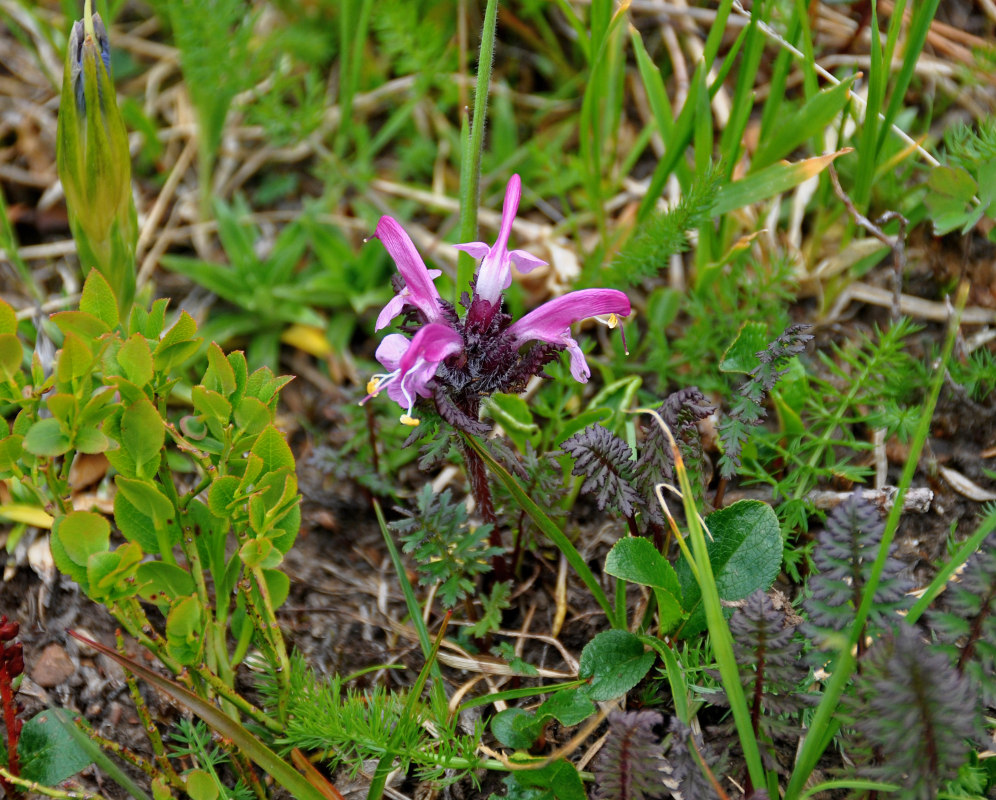 Image of Pedicularis fissa specimen.