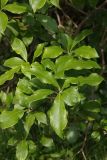 genus Pittosporum
