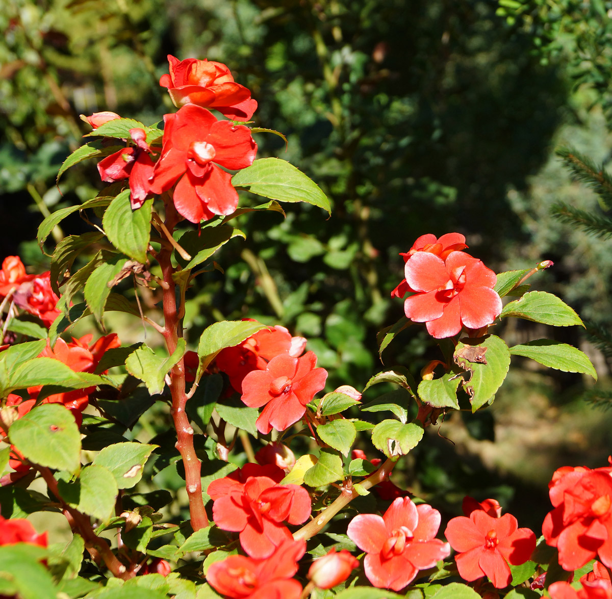 Image of Impatiens walleriana specimen.