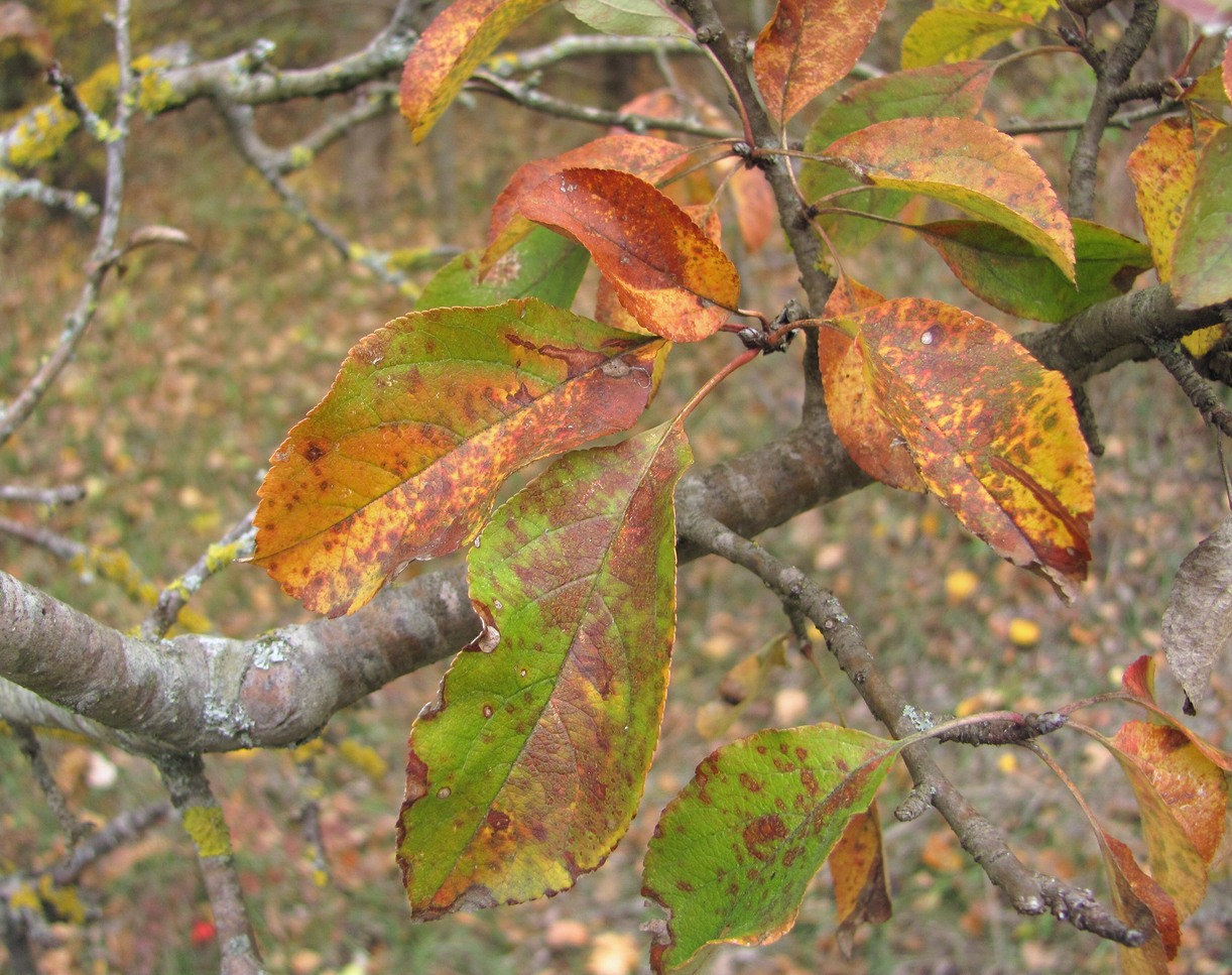 Изображение особи Malus orientalis.