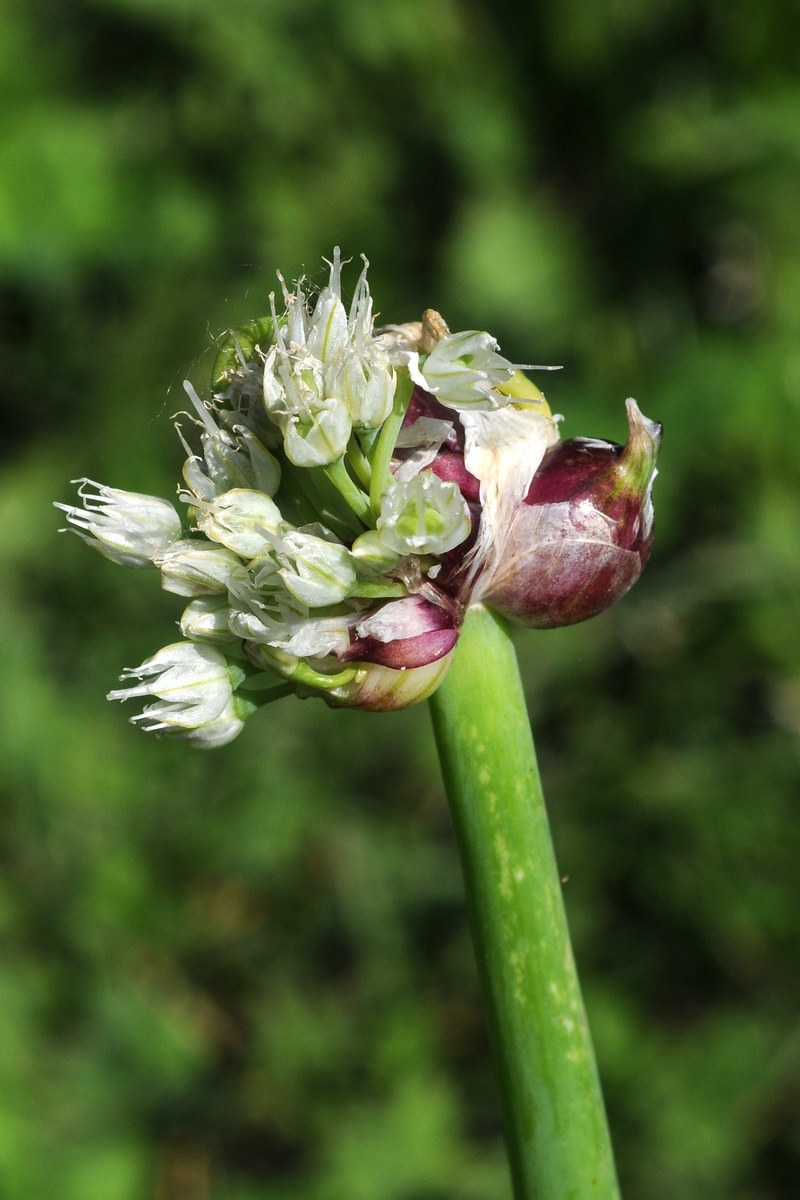 Изображение особи Allium &times; proliferum.