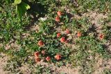Indigofera procumbens