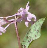 Orchis anatolica