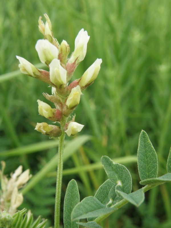 Изображение особи Astragalus cicer.