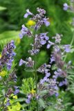 Nepeta &times; faassenii