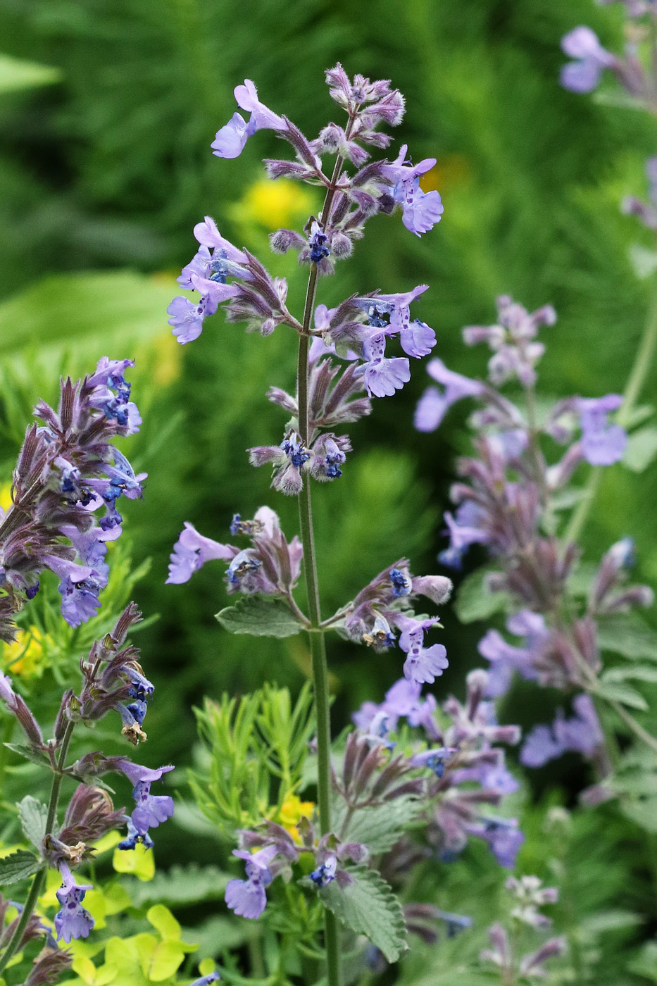 Изображение особи Nepeta &times; faassenii.