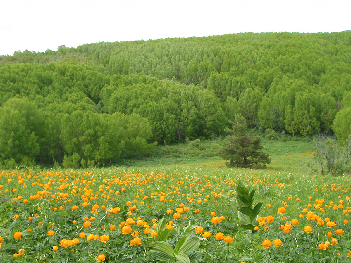 Изображение особи Trollius altaicus.