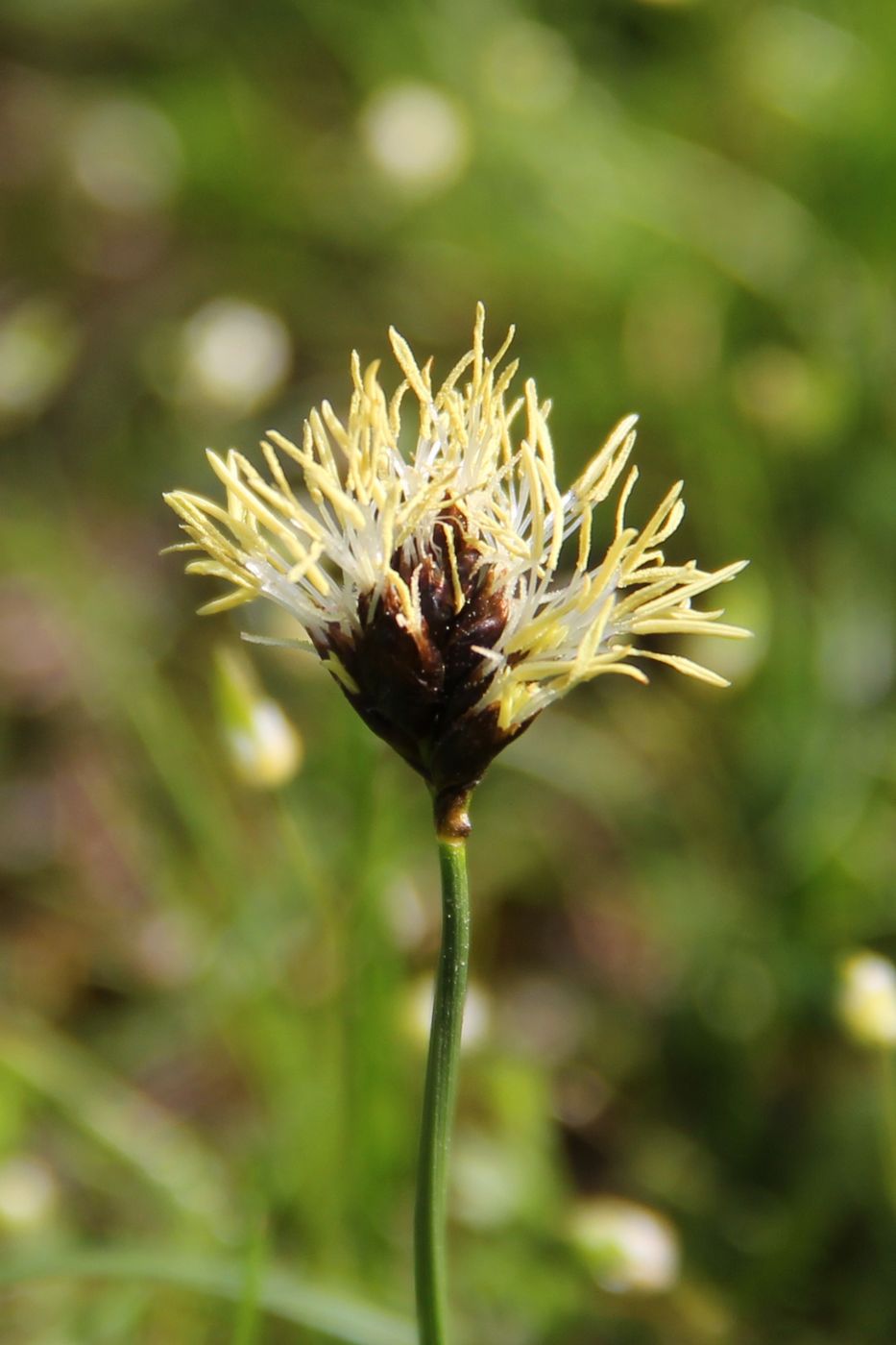 Изображение особи Carex pachystylis.