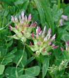 Trifolium spumosum. Соцветия. Республика Кипр, окр. г. Лимасол (Λεμεσός), рудеральное местообитание недалеко от моря. 01.04.2019.