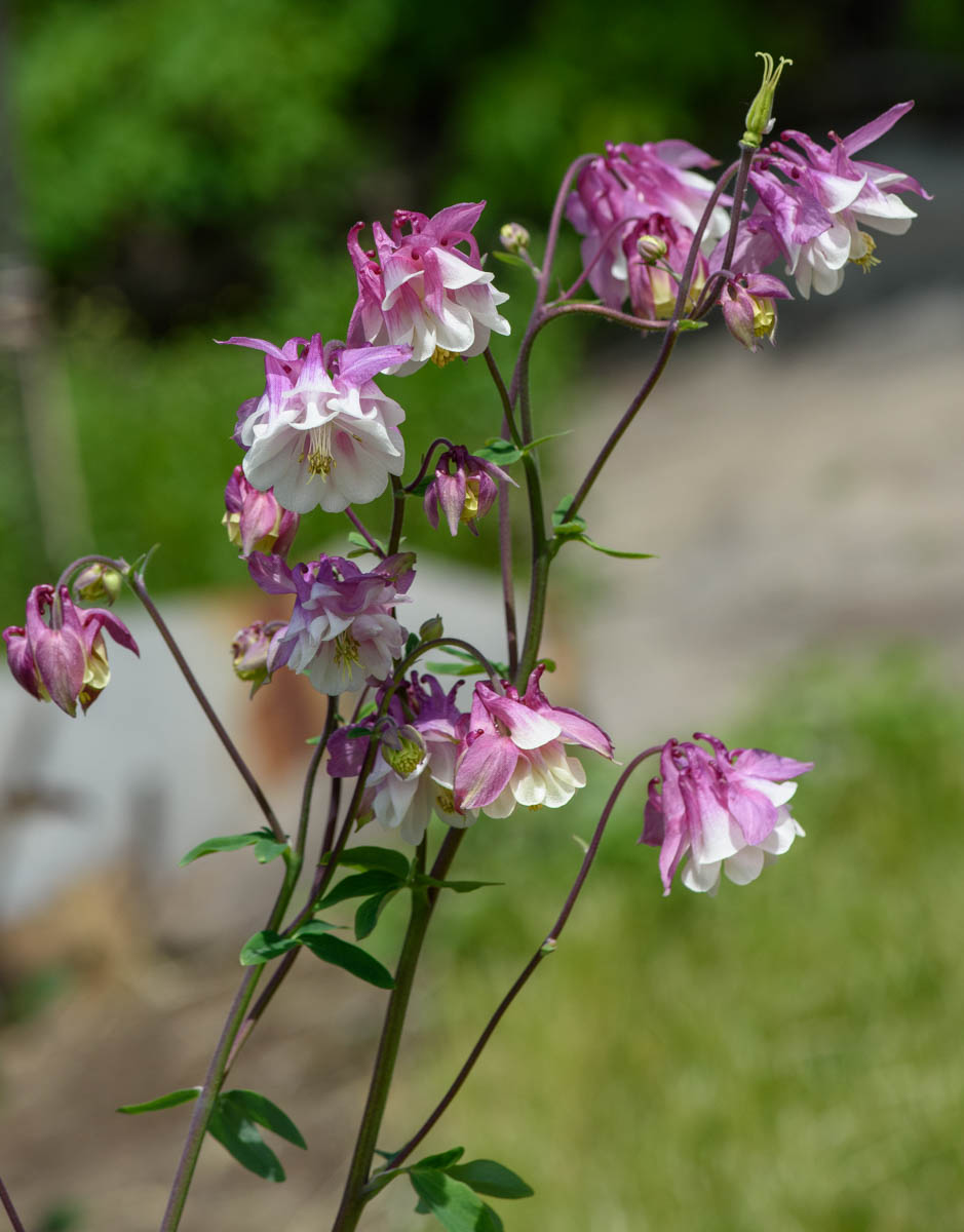 Изображение особи род Aquilegia.