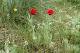 Glaucium corniculatum