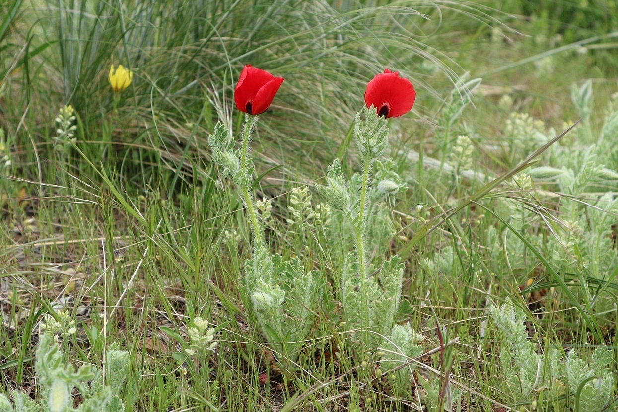 Image of Glaucium corniculatum specimen.