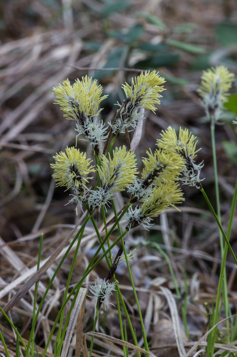 Image of Carex montana specimen.