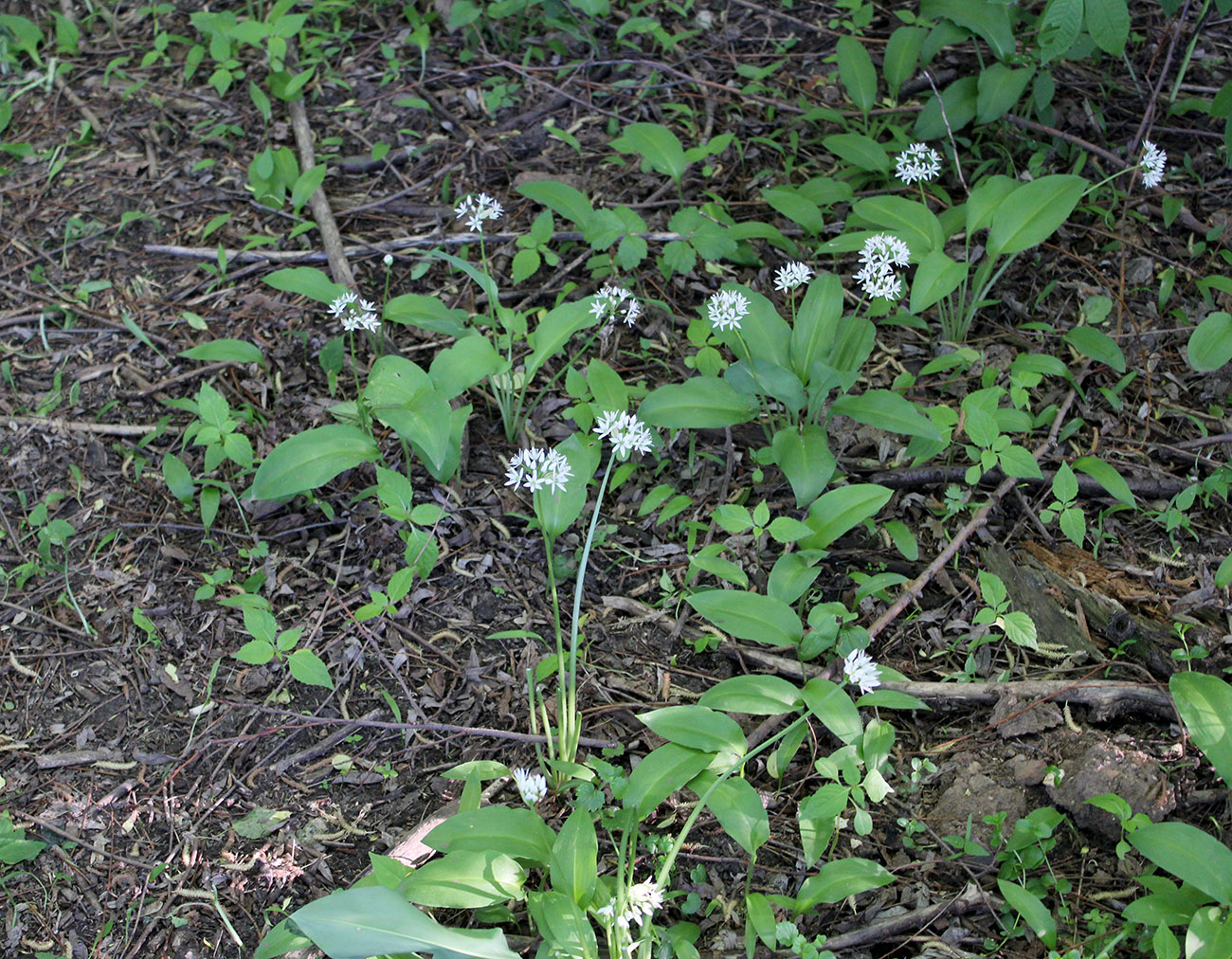 Изображение особи Allium ursinum.