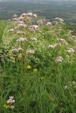 Valeriana grossheimii