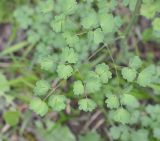 Thalictrum minus