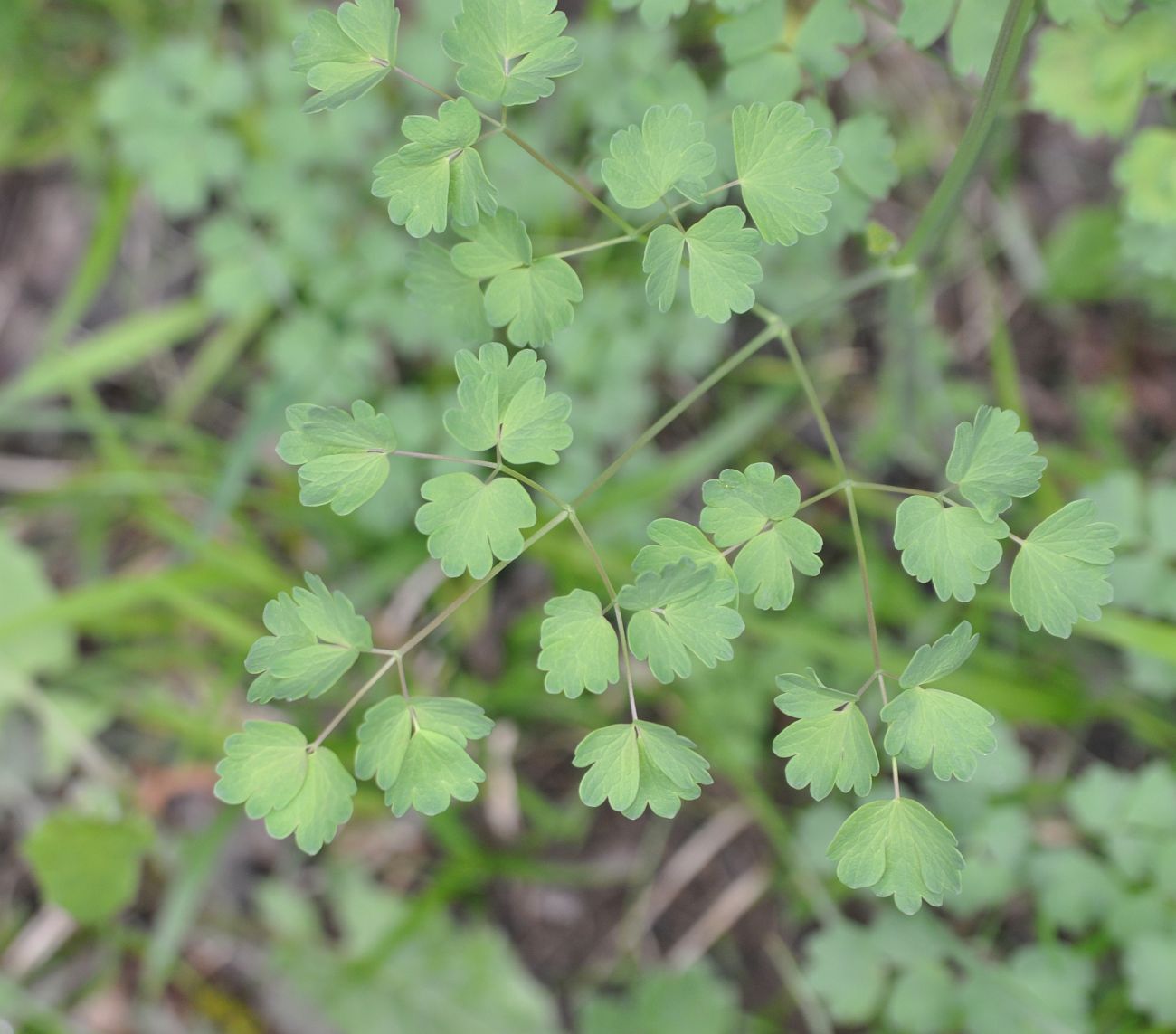 Image of Thalictrum minus specimen.