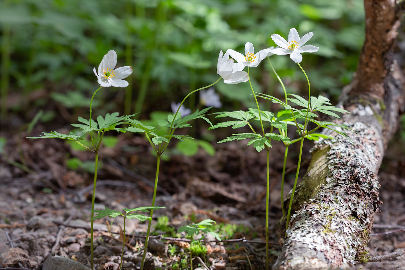 Изображение особи Anemone nemorosa.