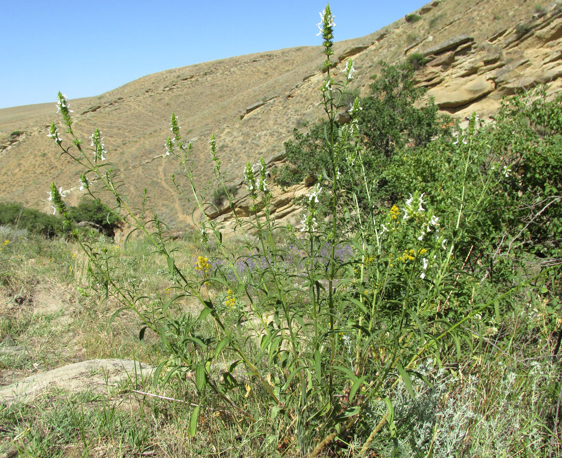 Image of Stachys atherocalyx specimen.