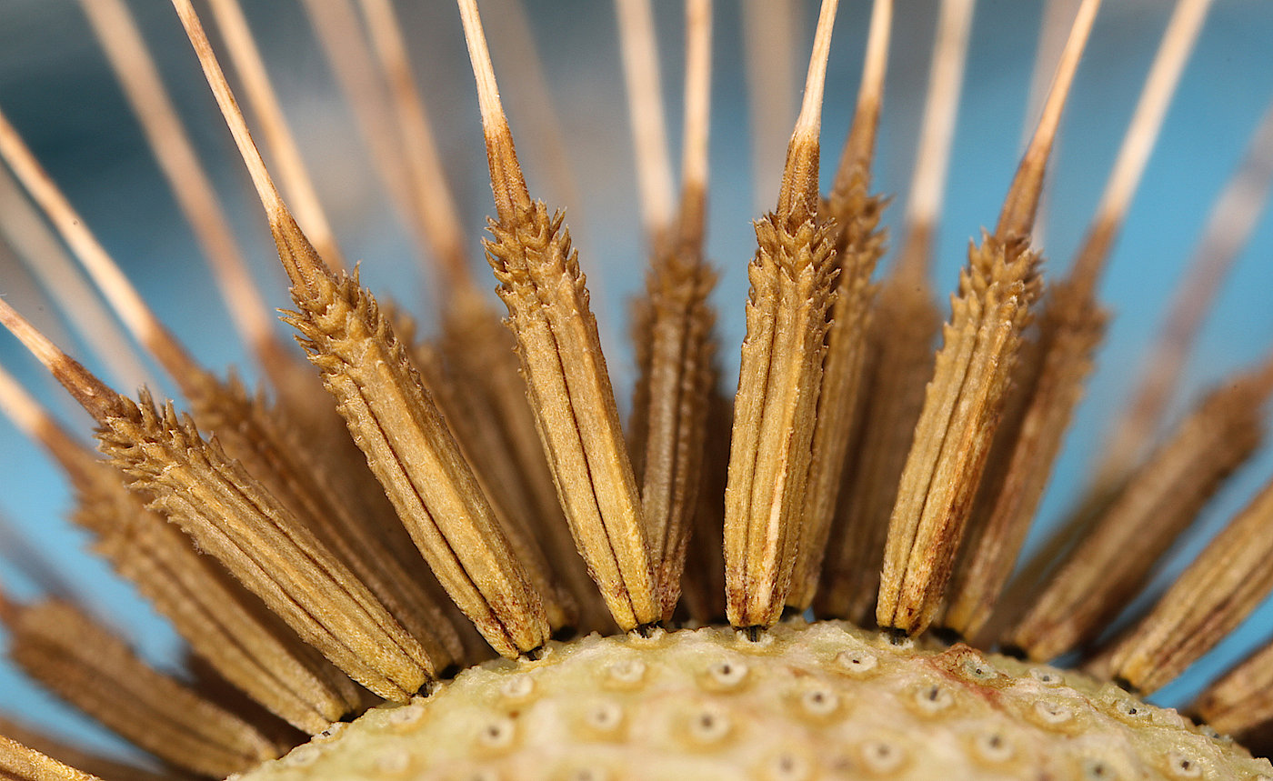 Image of Taraxacum officinale specimen.