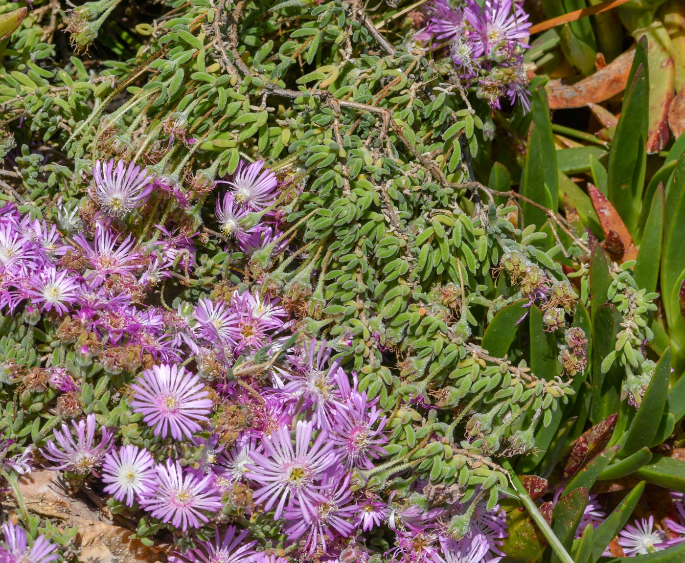 Изображение особи Drosanthemum floribundum.