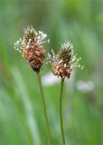 Plantago lanceolata. Верхушки побегов с отцветающими соцветиями. Ленинградская обл., Волосовский р-н, окр. дер. Донцо, разнотравный луг в молодом мелколиственном лесу. 16.06.2019.