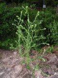 Salsola tragus. Цветущее растение. Республика Алтай, Шебалинский р-н, с. Камлак, в культуре. 17.07.2010.