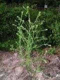 Salsola tragus