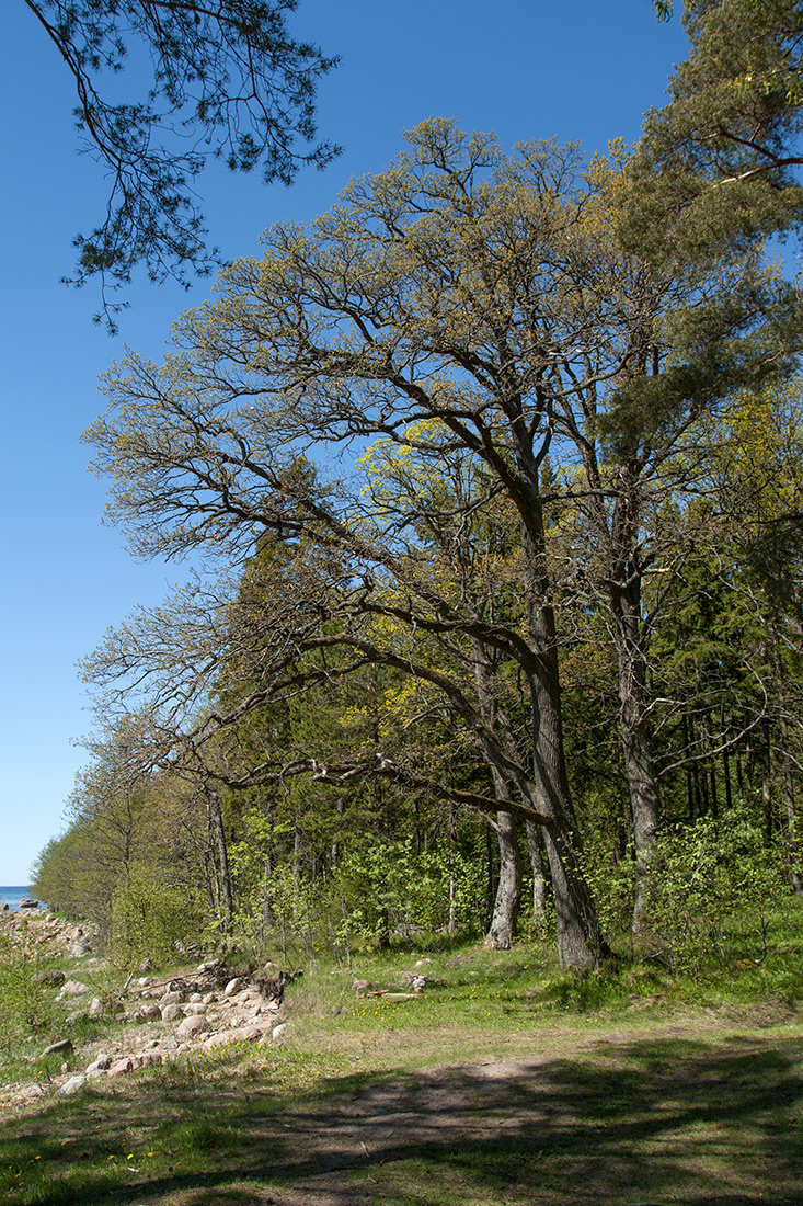 Изображение особи Quercus robur.