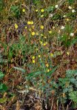 Lactuca serriola. Цветущее растение. Московская обл., гор. округ Озёры, окр. с. Клишино, окраина поля. 15.09.2019.