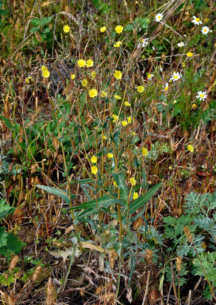 Image of Lactuca serriola specimen.