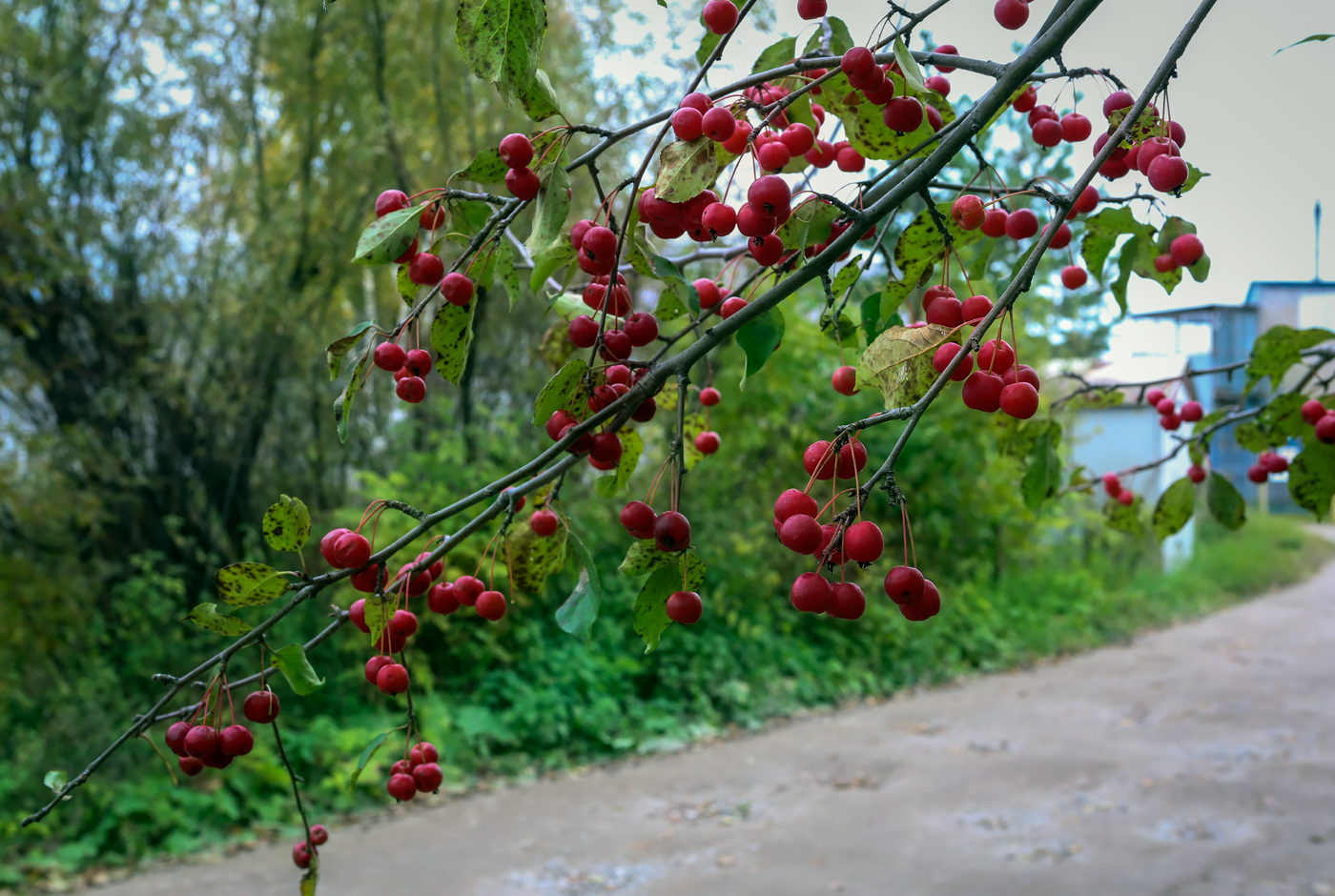 Изображение особи Malus baccata.