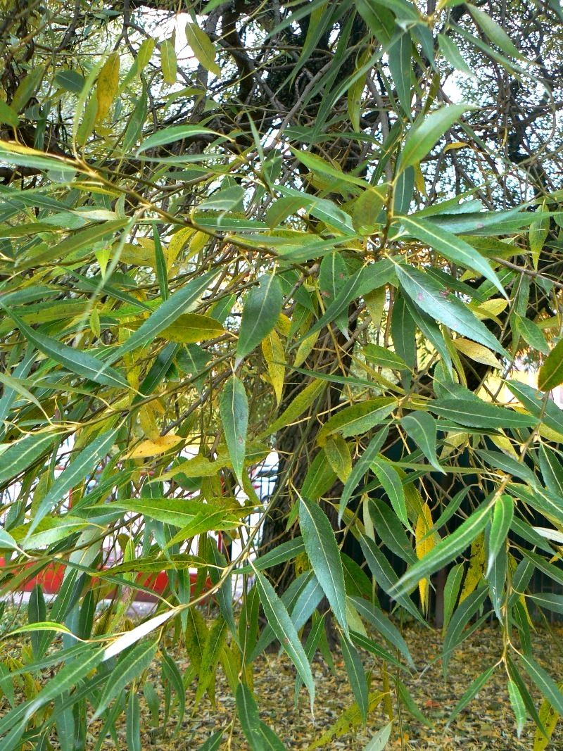 Image of Salix euxina specimen.