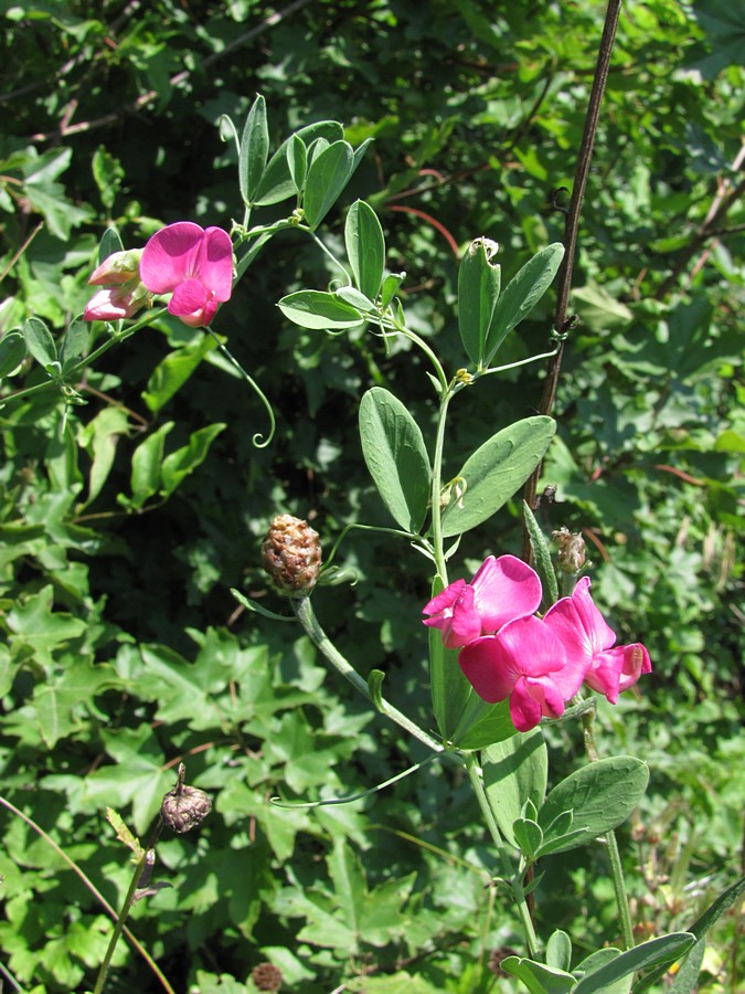 Image of Lathyrus tuberosus specimen.