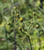 Hieracium umbellatum