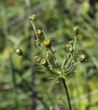 Hieracium umbellatum. Общее соцветие с нераспустившимися корзинками. Пермский край, г. Пермь, Кировский р-н, суходольный луг. 27.07.2019.