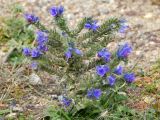 Echium vulgare. Цветущее растение. Челябинская обл., г. Челябинск, Философский сад камня (Ботанический сад ЧелГУ), сухой скальный грунт. 08.10.2019.