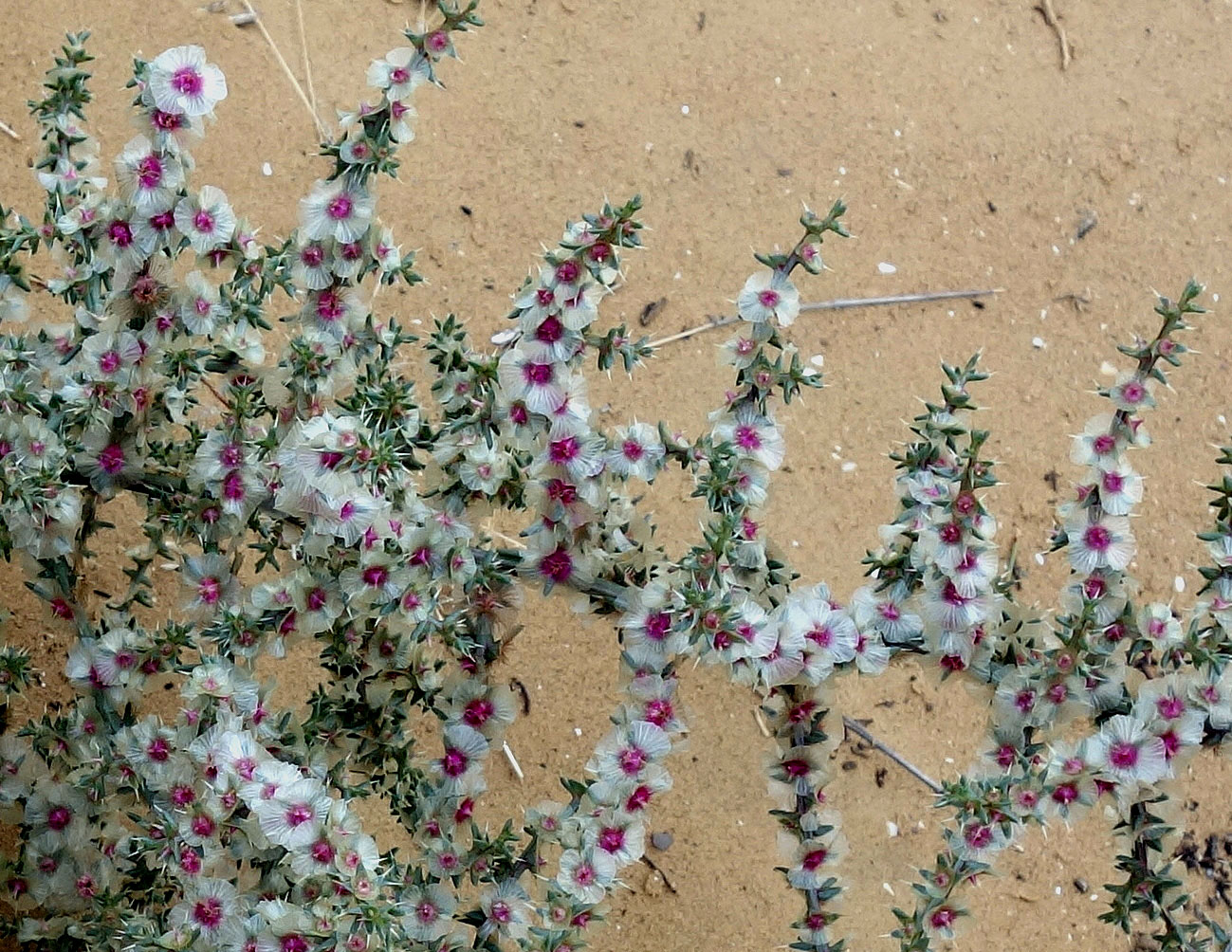 Image of genus Salsola specimen.