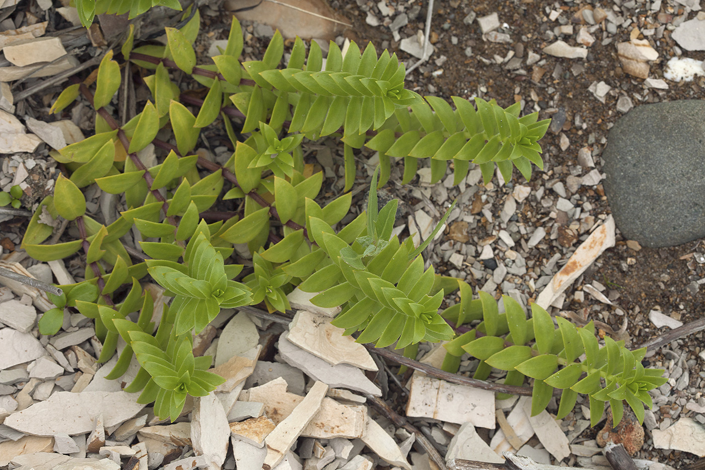 Изображение особи Honckenya peploides ssp. major.