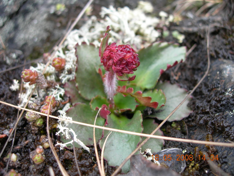 Image of Micranthes nivalis specimen.