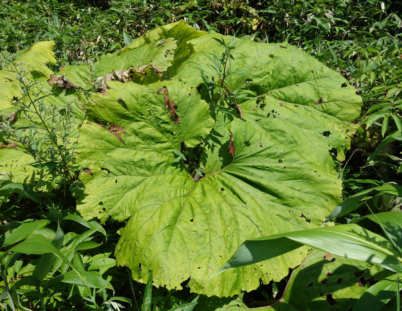 Image of Petasites amplus specimen.