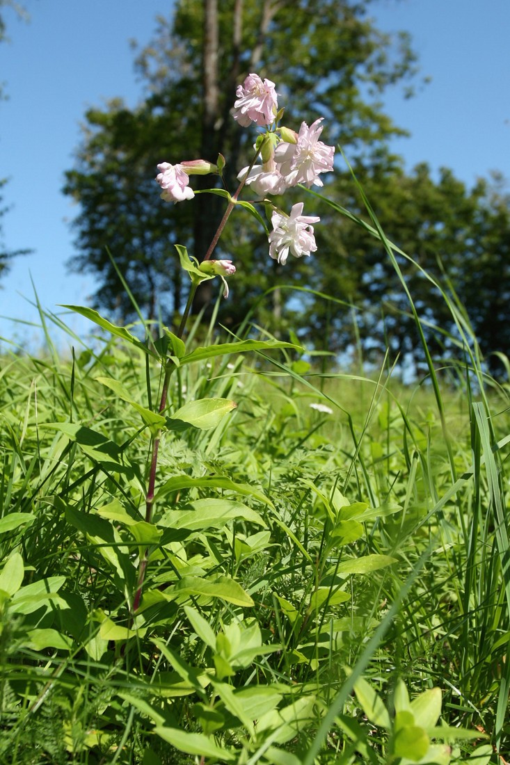 Image of Saponaria officinalis f. pleniflora specimen.