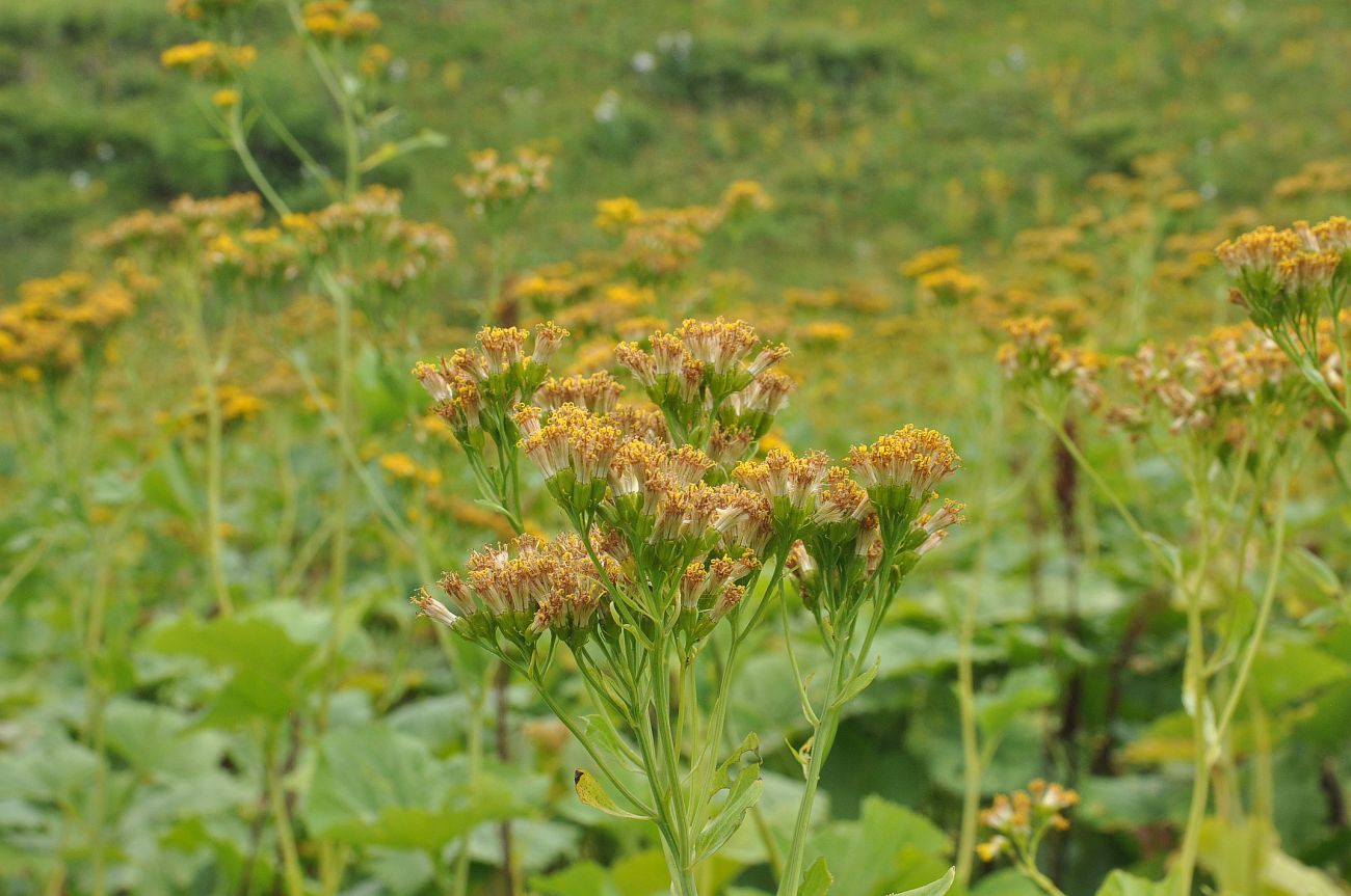Image of Caucasalia macrophylla specimen.