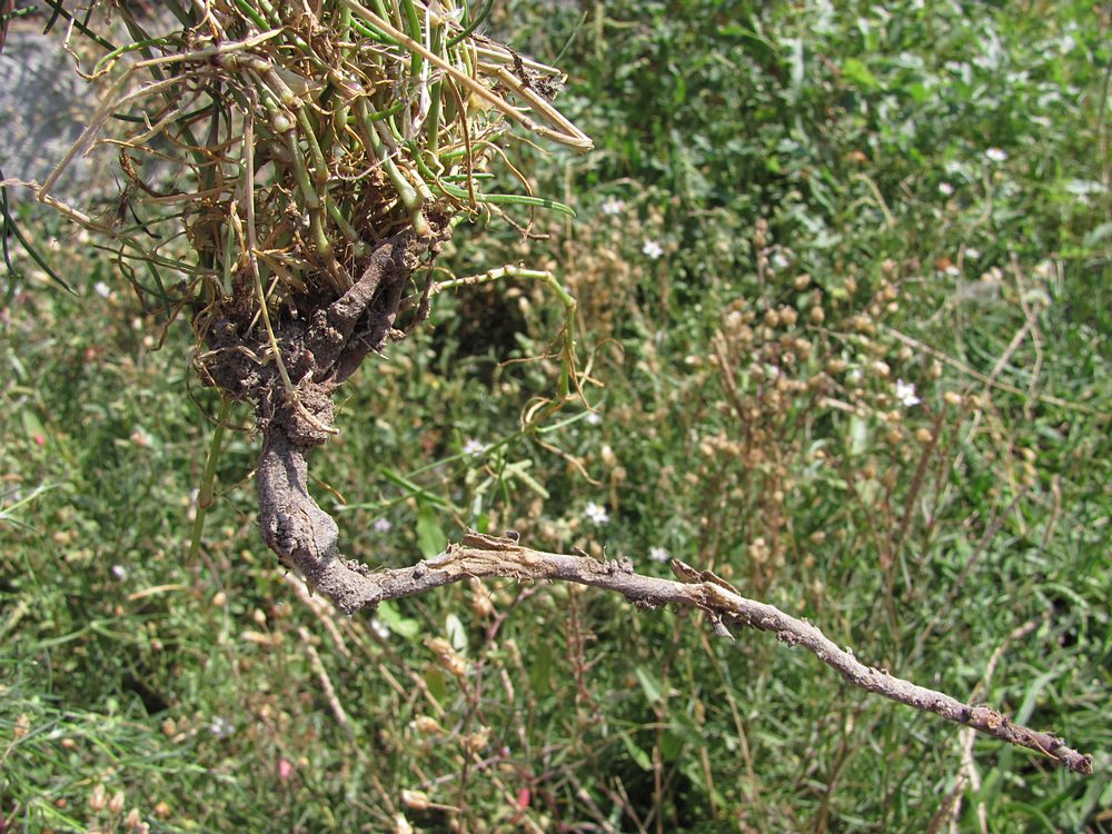 Image of Spergularia media specimen.