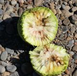 Maclura pomifera