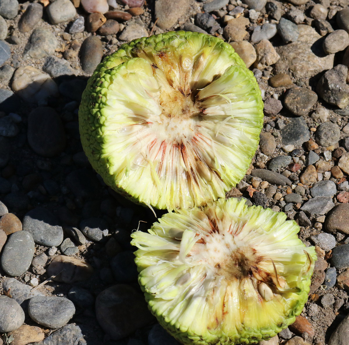 Изображение особи Maclura pomifera.