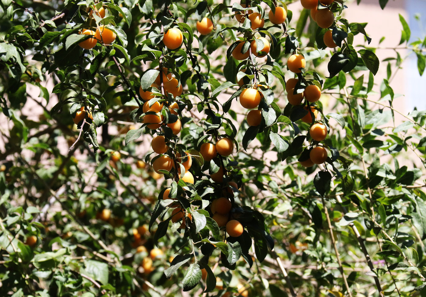 Image of Prunus cerasifera specimen.