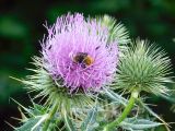 Cirsium ciliatum
