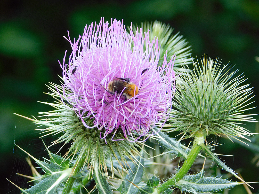 Изображение особи Cirsium ciliatum.